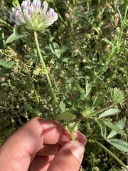 Trifolium obtusiflorum