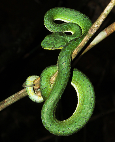 Photo of a Southern Large-scaled pit viper (Craspedocephalus peltopelor)