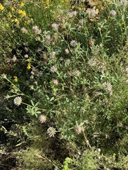 Trifolium obtusiflorum