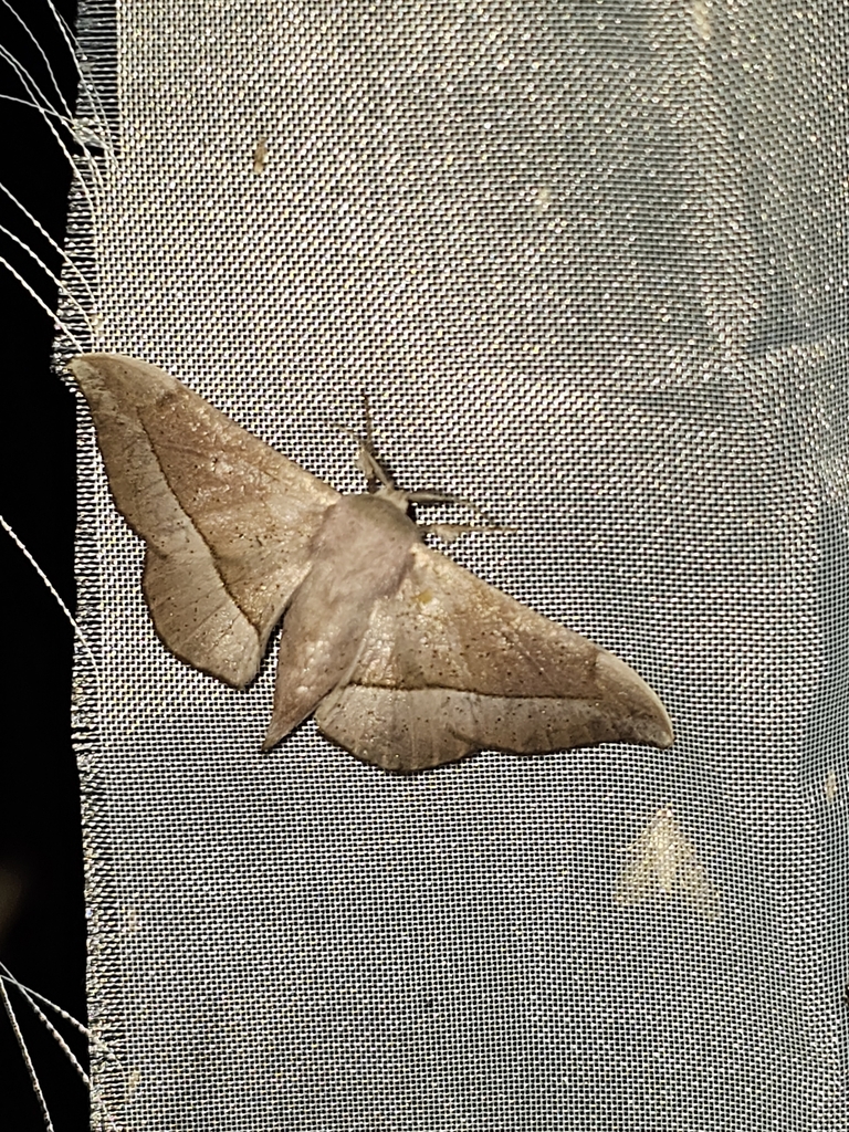 Procinnus cahureli