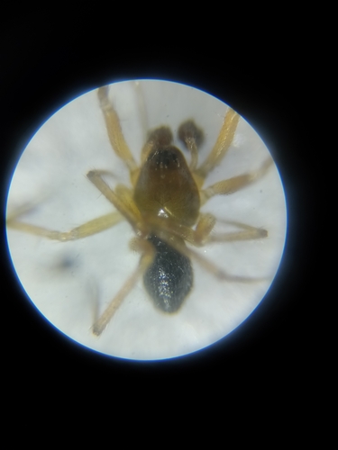 Porrhomma microphthalmum