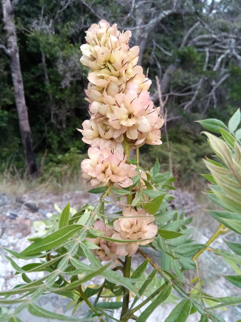 Dodonaea madagascariensis