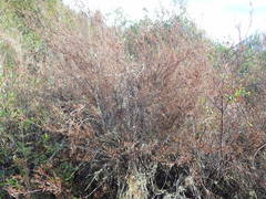 Dracophyllum subulatum