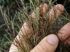 Dracophyllum subulatum