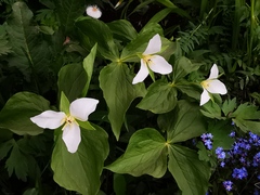 Trillium camschatcense