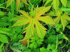 Filipendula palmata