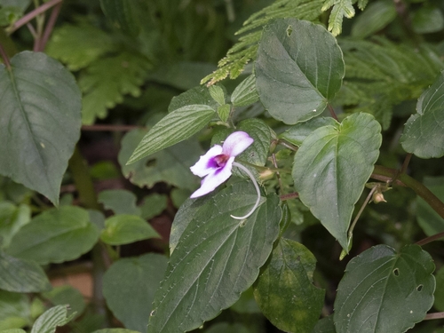 Image of Impatiens cordata by (c) Paulmathi Vinod, some rights reserved (CC BY)