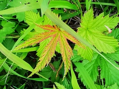 Filipendula palmata