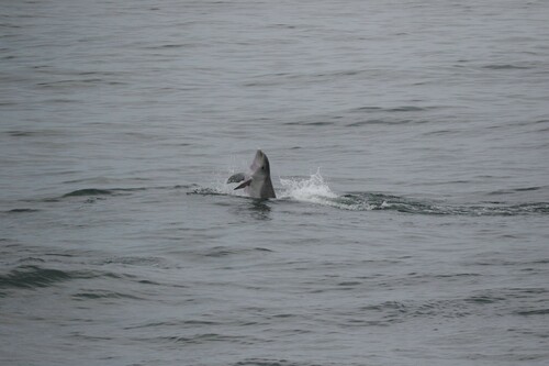 Tamanend's Bottlenose Dolphin photographed in New York