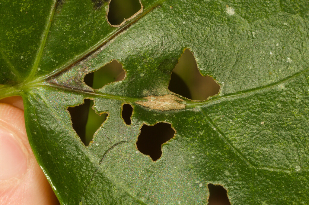 Asphondylia glomeratae