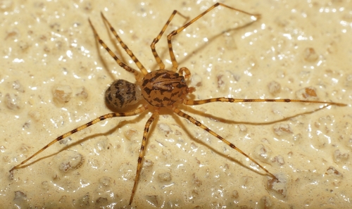 Common Spitting Spider