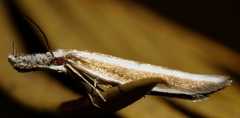 Pleurota aristella