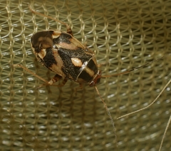 Cyphodema instabilis