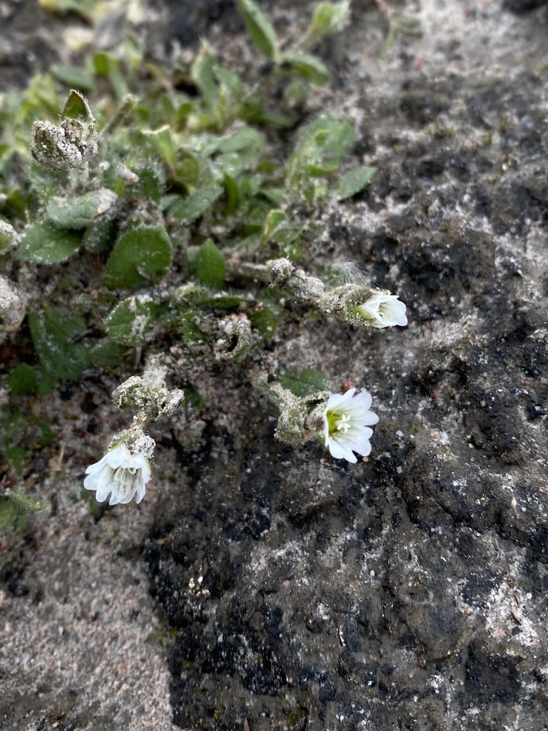Cerastium arcticum; photograph Ingvild Riska, CC BY, iNaturalist via GBIF