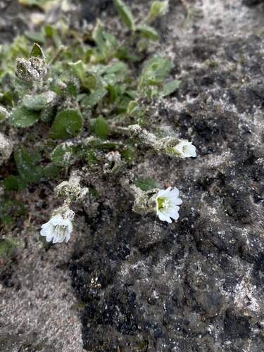 Cerastium arcticum