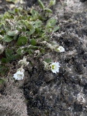 Cerastium arcticum