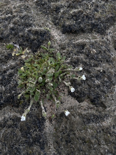 Cerastium arcticum, photograph 1
