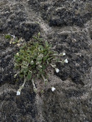 Ingvild Riska, CC BY, iNaturalist via GBIF Cerastium arcticum, photograph Ingvild Riska, CC BY, iNaturalist via GBIF