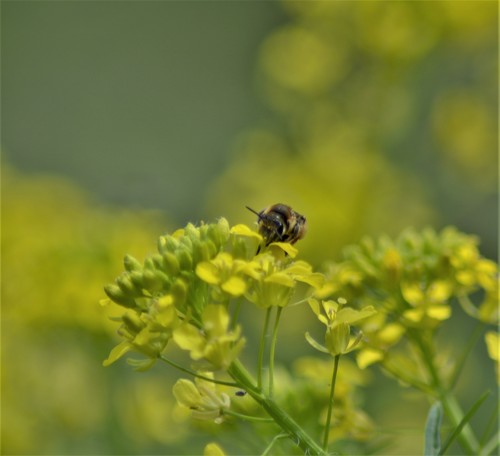 Wilke's Mining Bee photo 3