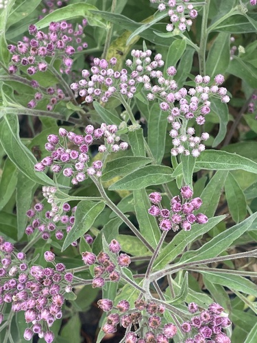 iNaturalist observation photo of marsh fleabane