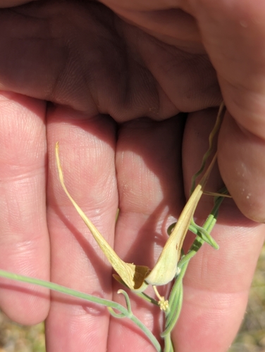 Image of Funastrum hirtellum by (c) Tom Field, some rights reserved (CC BY)