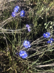 Linum pratense