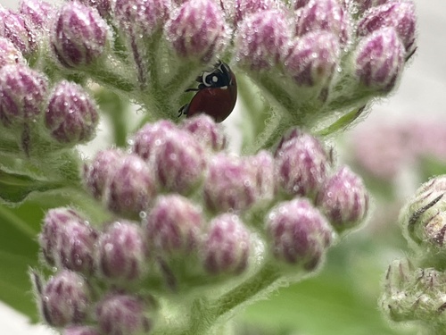 iNaturalist observation photo of Spotless Lady Beetle
