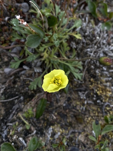 Rooted poppy (Oreomecon radicata)