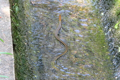 Amphiesma stolatum