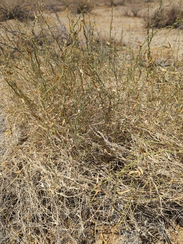 Image of Funastrum hirtellum by (c) Tom Field, some rights reserved (CC BY)