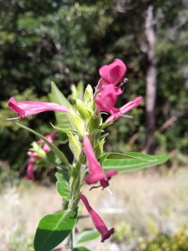 Hypoestes isalensis image