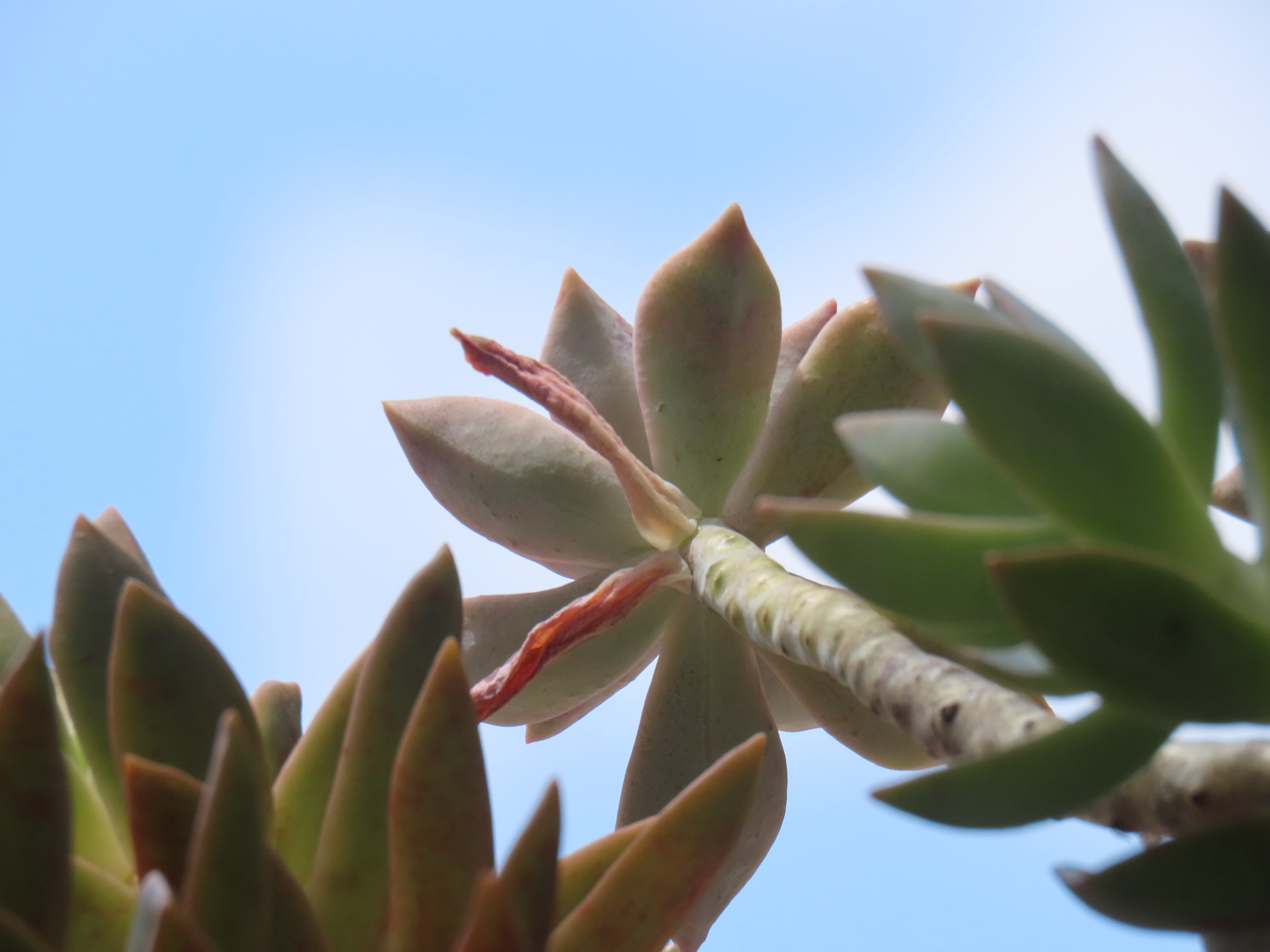 Imagem de Sedum rubrotinctum