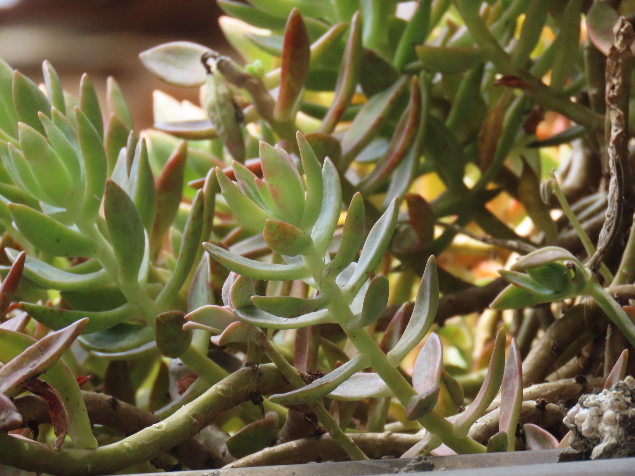 Imagem de Sedum rubrotinctum