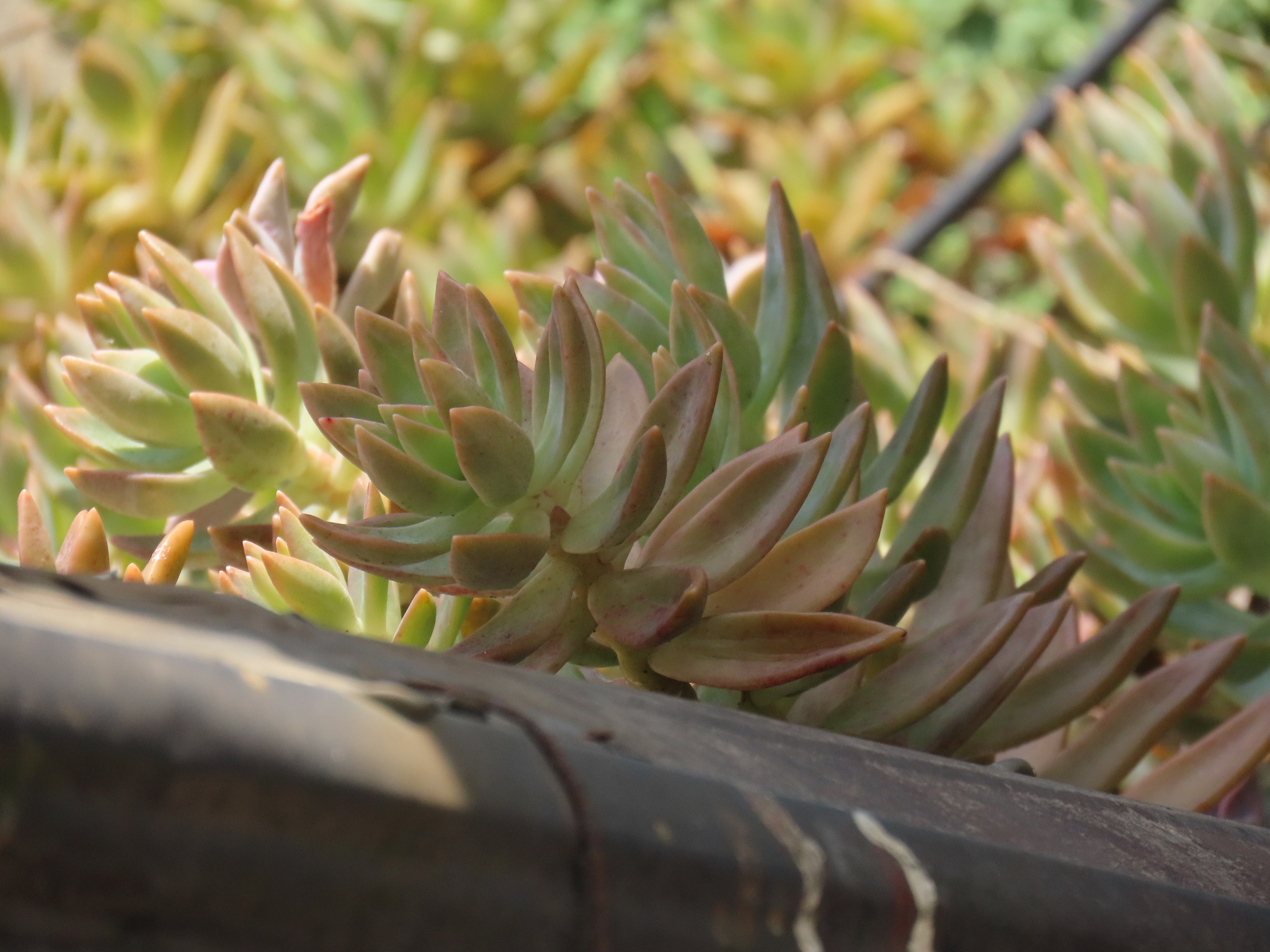 Imagem de Sedum rubrotinctum
