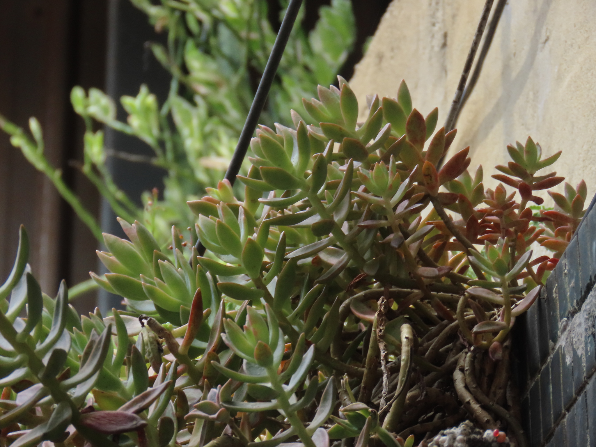 Imagem de Sedum rubrotinctum