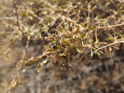 Image of Lycium cooperi by (c) Tom Field, some rights reserved (CC BY)
