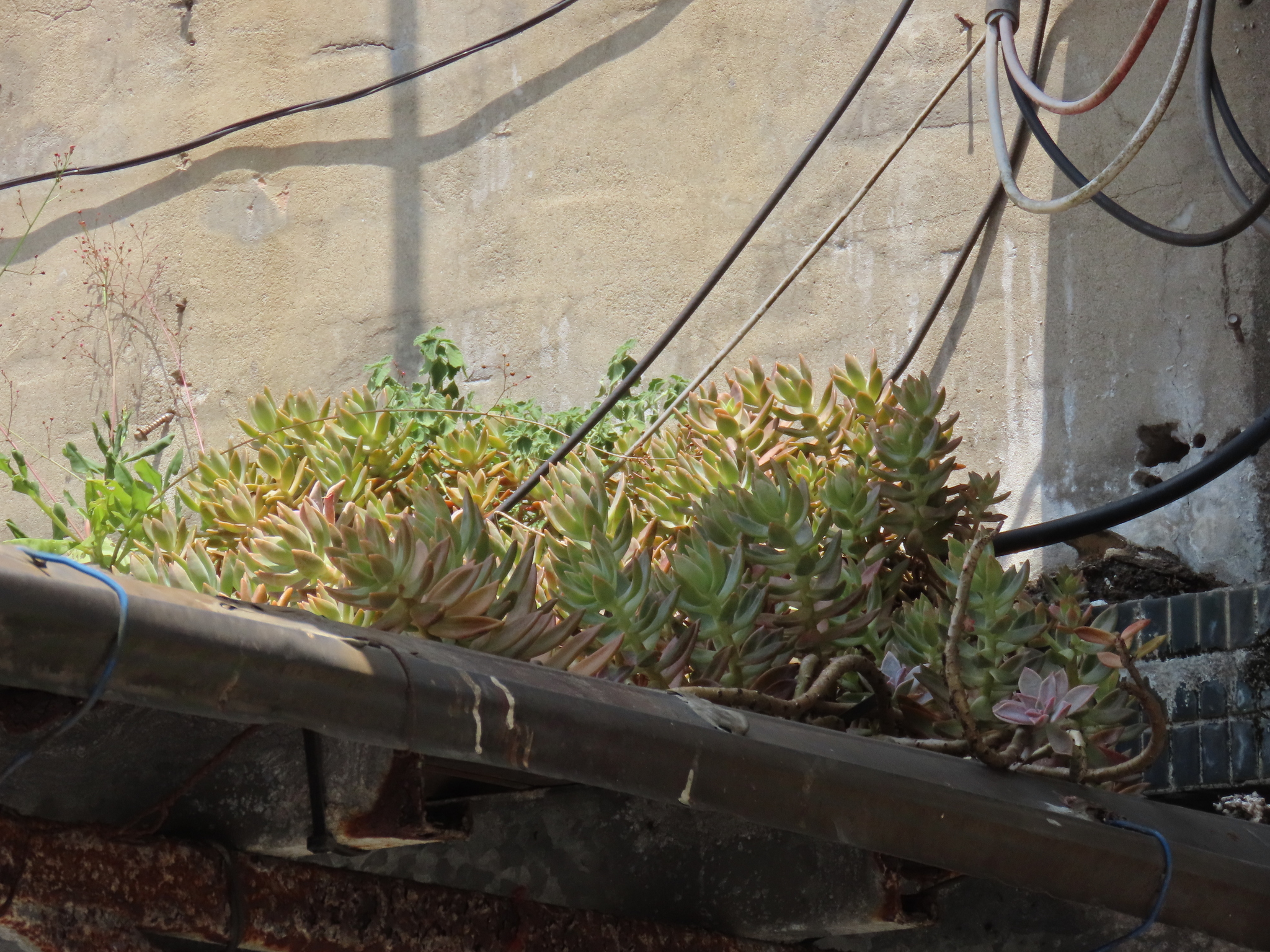 Imagem de Sedum rubrotinctum