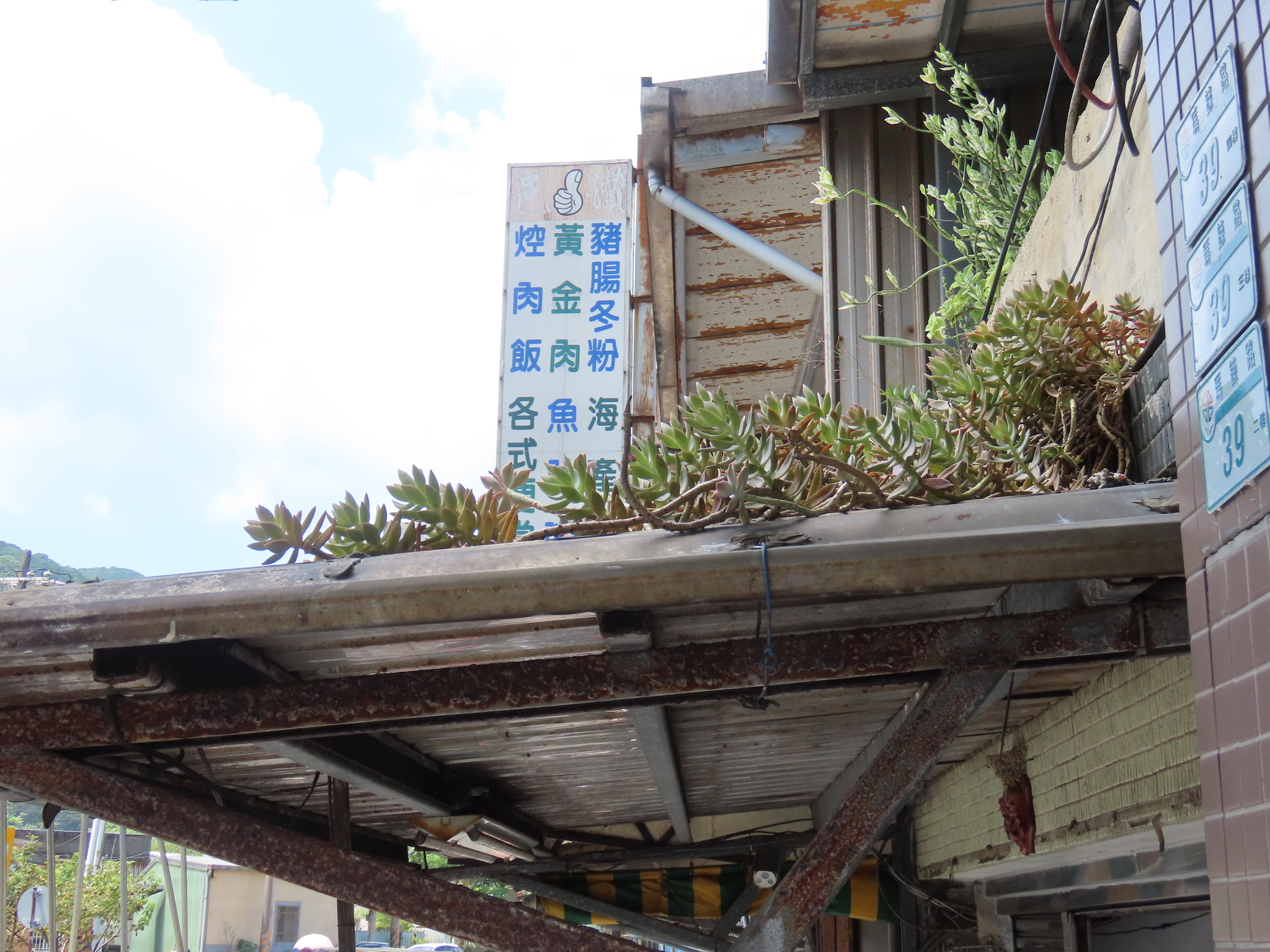 Imagem de Sedum rubrotinctum