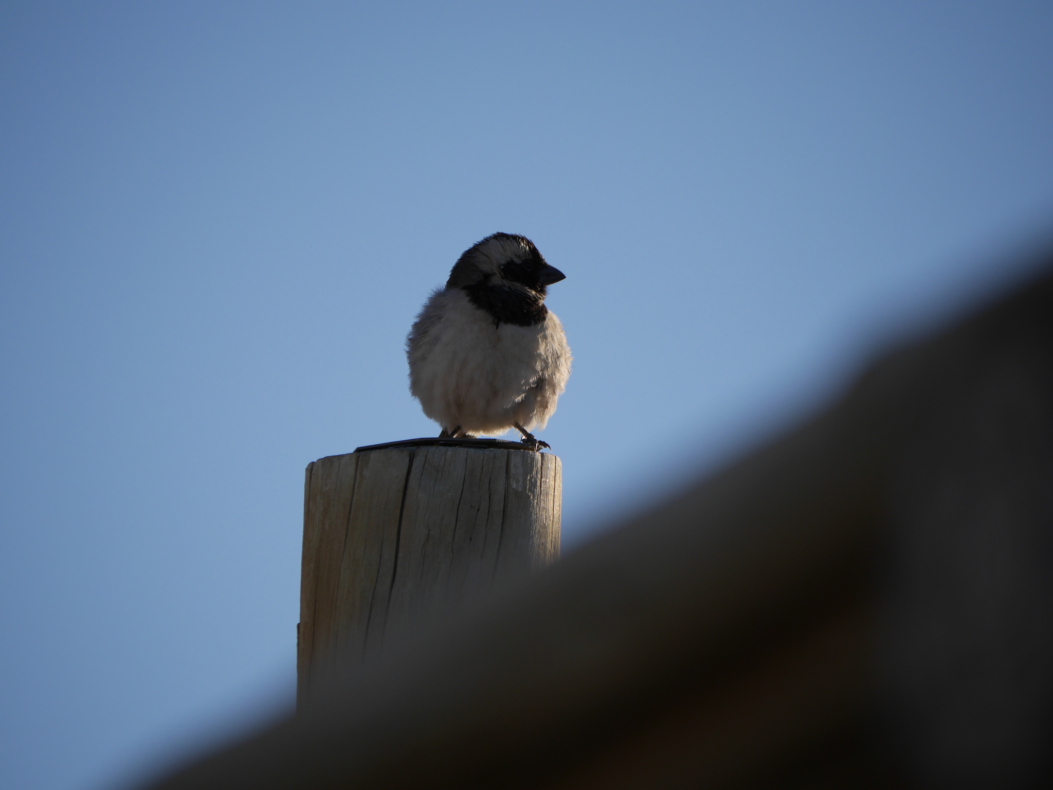Cape Sparrow