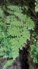 Myriopteris lendigera