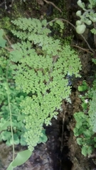 Myriopteris lendigera