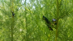 Scolia erythrocephala
