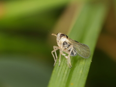 Laodelphax striatella