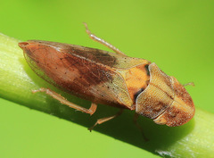 Petalocephala engelhardti