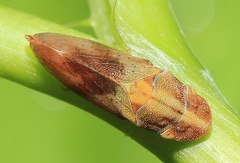 Petalocephala engelhardti