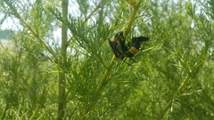 Scolia erythrocephala