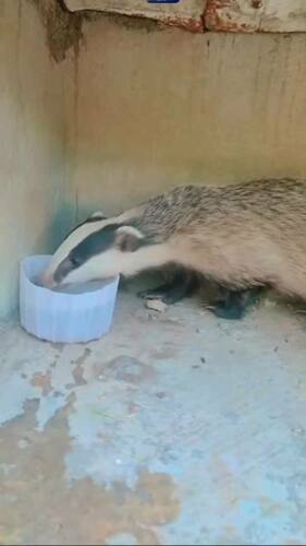 Southwest Asian Badger, Iraq, photo 6 of 10