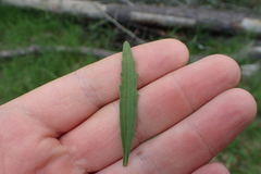 Eupatorium semiserratum