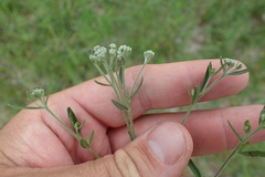 Eupatorium semiserratum