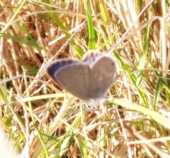 Eicochrysops messapus messapus